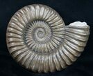 Large Coroniceras Ammonite From France - Wide #11318-1